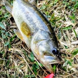 ラージマウスバス