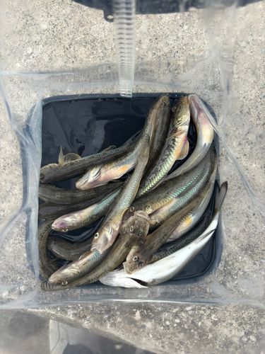 マハゼの釣果