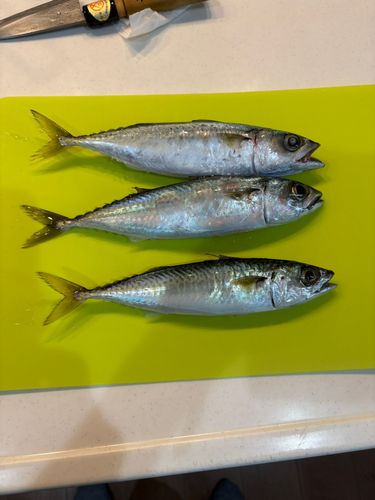 サバの釣果