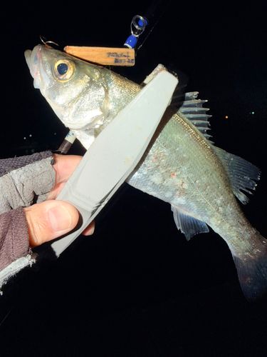 セイゴ（ヒラスズキ）の釣果