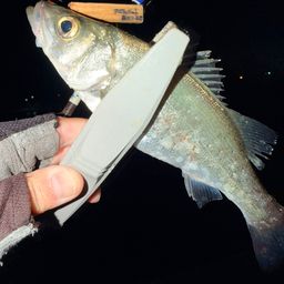 セイゴ（ヒラスズキ）