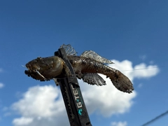 ウロハゼの釣果