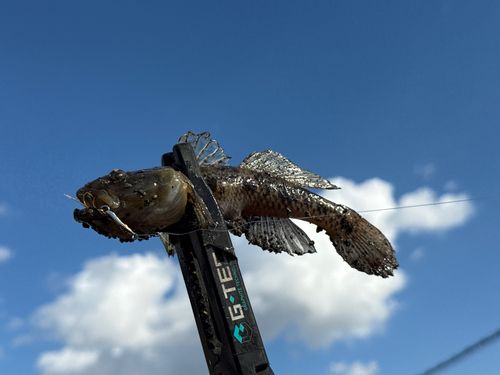 ウロハゼの釣果