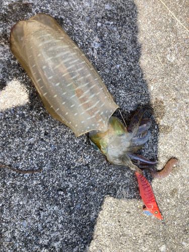 アオリイカの釣果