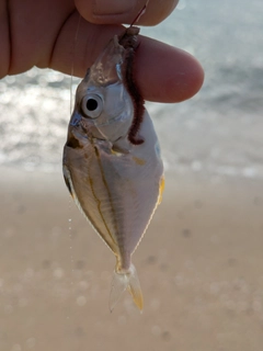 ヒイラギの釣果