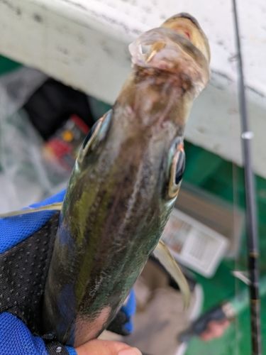 マアジの釣果