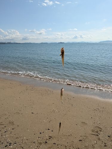 ハゼの釣果