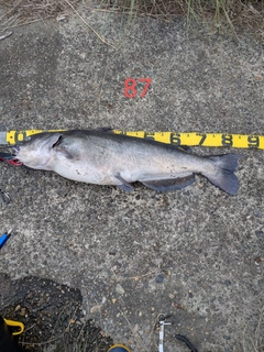 アメリカナマズの釣果