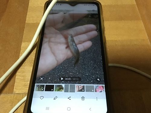 タカハヤの釣果