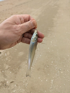 シロギスの釣果