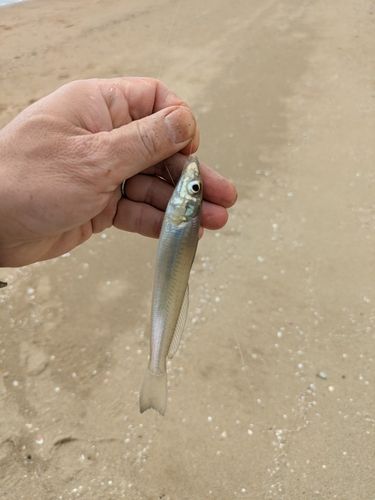 シロギスの釣果