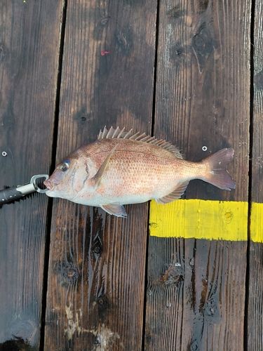 海上釣り堀正徳丸