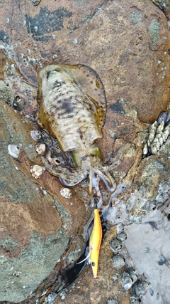 アオリイカの釣果