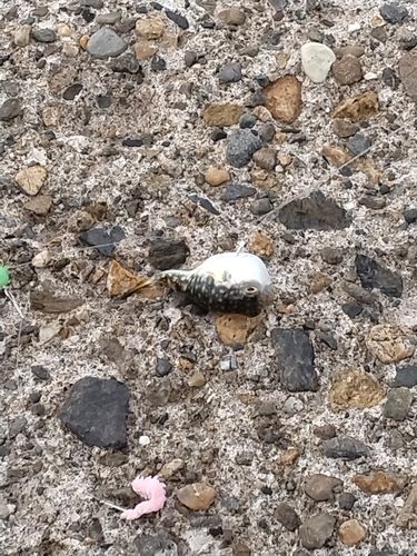 クサフグの釣果