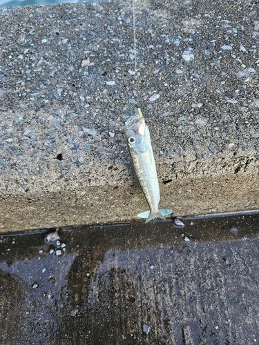 マイワシの釣果