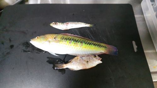 泉佐野食品コンビナート