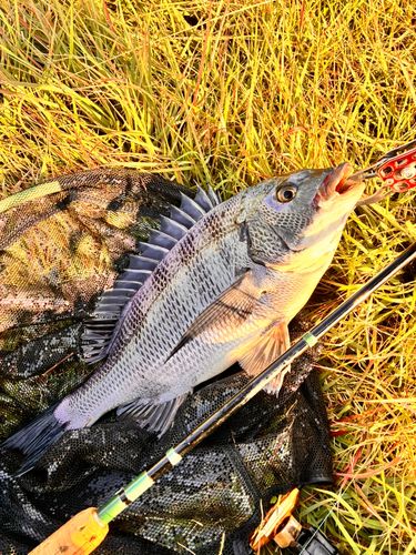 チヌの釣果