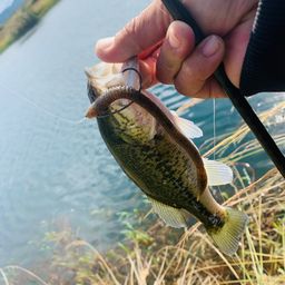 ラージマウスバス