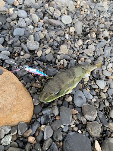 シロサバフグの釣果