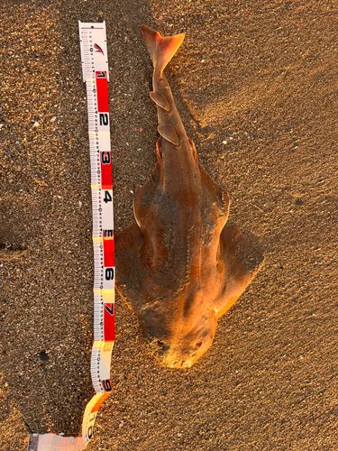 カスザメの釣果