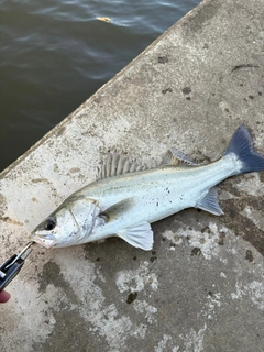 セイゴ（マルスズキ）の釣果