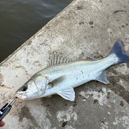 セイゴ（マルスズキ）