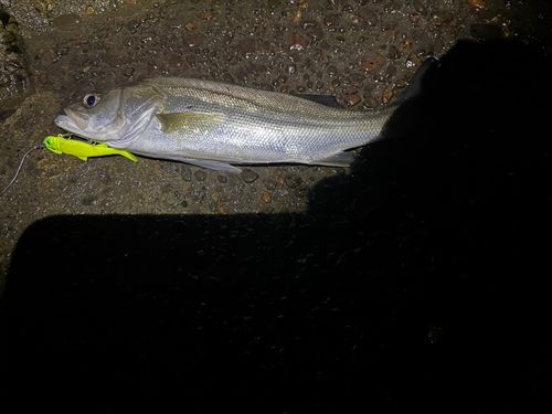 セイゴ(マルスズキ)の釣果