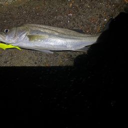 セイゴ（マルスズキ）