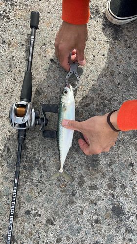 サバの釣果
