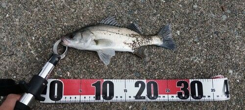 タイリクスズキの釣果