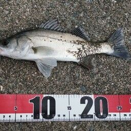 タイリクスズキ