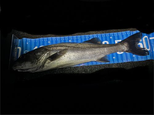 セイゴ(マルスズキ)の釣果