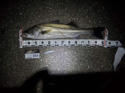 シーバスの釣果