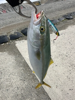 メジロの釣果