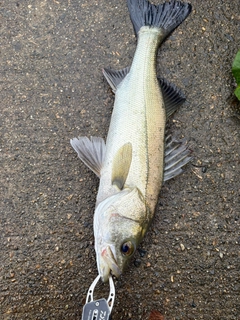 フッコ（マルスズキ）の釣果