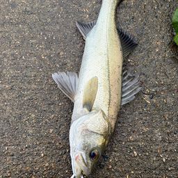 フッコ（マルスズキ）