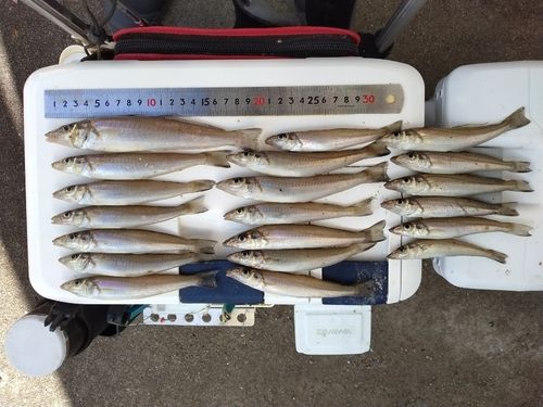 シロギスの釣果