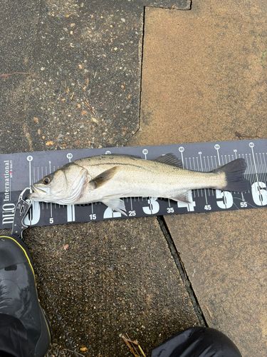 フッコ（マルスズキ）の釣果