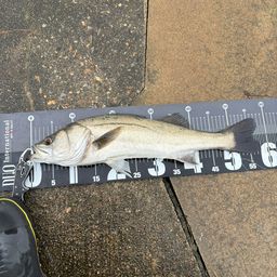 フッコ（マルスズキ）