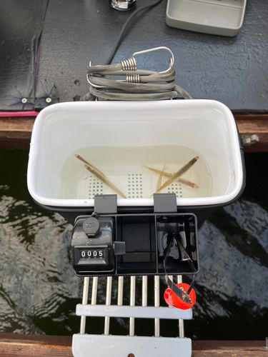 ワカサギの釣果