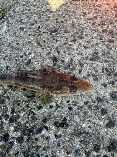 ワニゴチの釣果