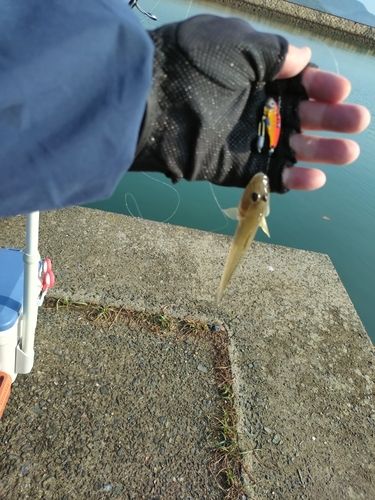 マハゼの釣果