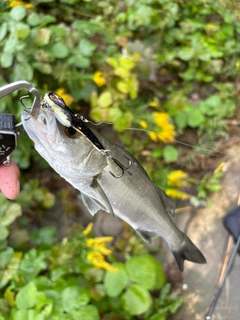 フッコ（マルスズキ）の釣果