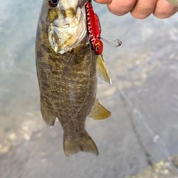 スモールマウスバス