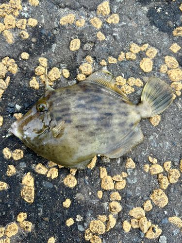 大黒ふ頭西緑地