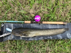 ナマズの釣果