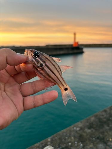 ヨコスジイシモチの釣果