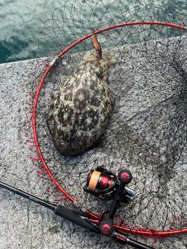 コウイカの釣果
