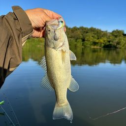 ラージマウスバス