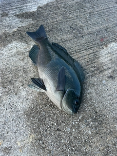 グレの釣果